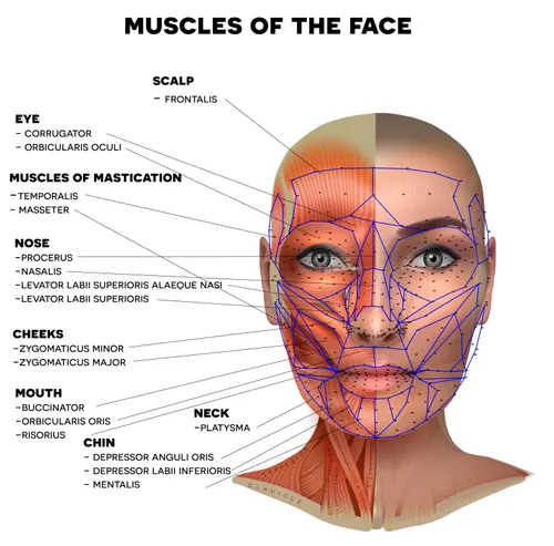 Specific muscle groups